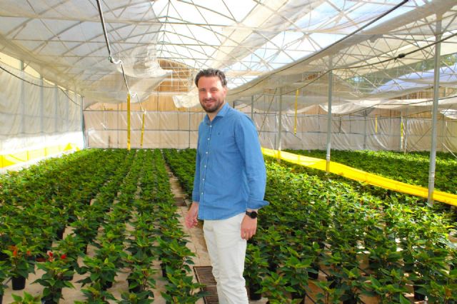 Unas 6.100 flores de pascua 'vestirán' con los colores de la Navidad los jardines en los primeros días de diciembre - 5, Foto 5