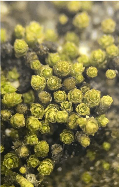 Investigadores de la UMU descubren una nueva especie de musgo en el desierto de Atacama - 1, Foto 1