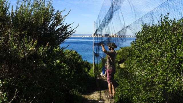ANSE anilla 2400 aves migradoras en isla Grosa - 3, Foto 3
