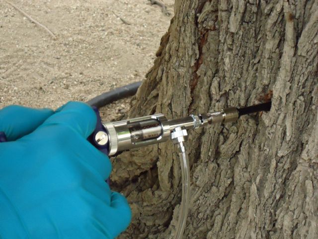 El Ayuntamiento realiza tratamientos de endoterapia a los pinos para evitar procesionaria - 1, Foto 1