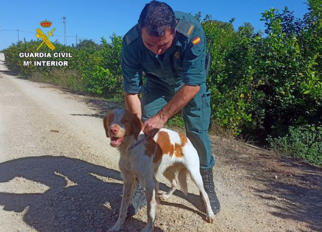 La Guardia Civil rescata a un perro de un canal de riego en Librilla - 1, Foto 1
