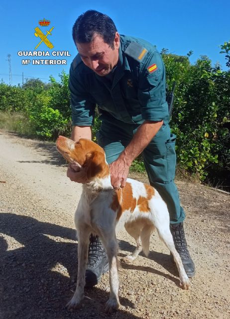 La Guardia Civil rescata a un perro de un canal de riego en Librilla - 2, Foto 2