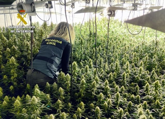 Desmantelan una plantación de marihuana en un almacén de Totana