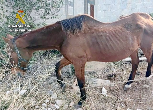 La Guardia Civil investiga a tres personas por delitos de maltrato y abandono animal en Cartagena - 2, Foto 2
