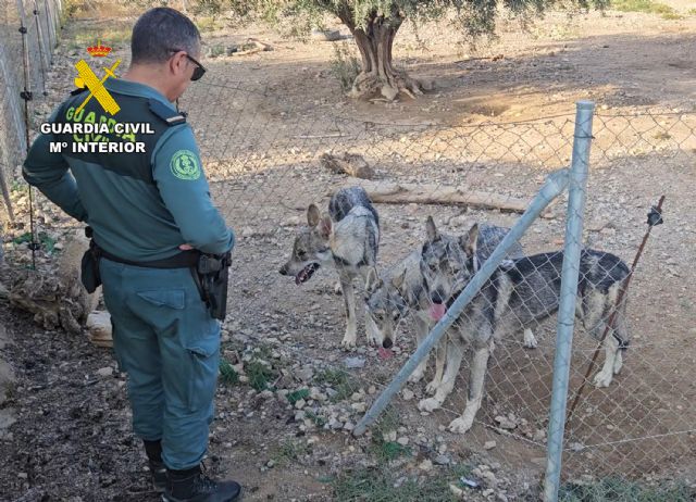 La Guardia Civil sorprende a un vecino de Lorca con cuatro lobos ibéricos como mascotas - 2, Foto 2