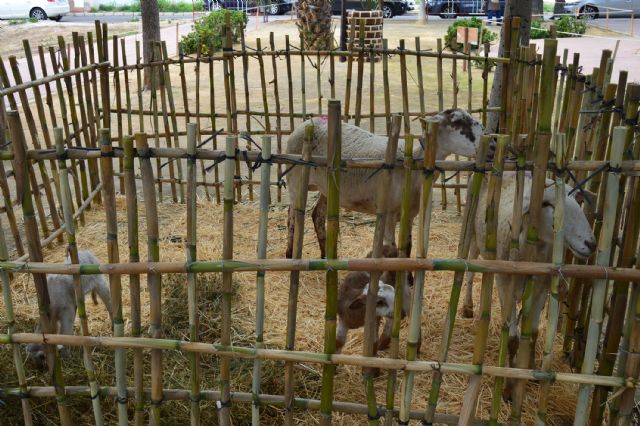 Más de medio centenar de personas participan en el belén viviente de La Florida torreña - 5, Foto 5