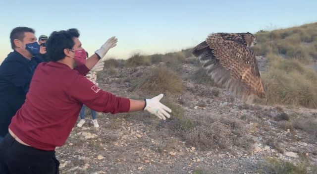 Suelta de un búho real en Calblanque tras ser tratado en el Centro de Recuperación de Fauna de la Comunidad - 1, Foto 1