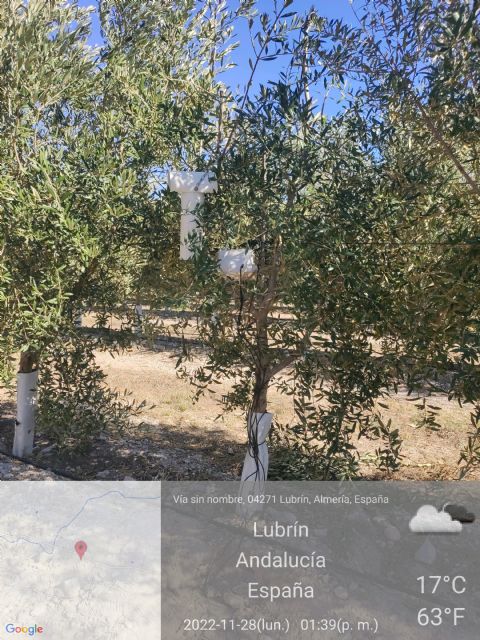 ITO FOG, el proyecto andaluz que consigue aportes precisos de agua cuando el olivar lo necesite - 2, Foto 2