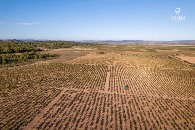 Análisis de la vendimia 2023 en la DOP Jumilla - 1, Foto 1