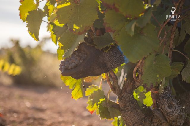 Análisis de la vendimia 2023 en la DOP Jumilla - 4, Foto 4