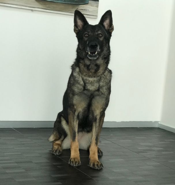 Campeonato de España de Adiestramiento Canino en Dolores de Pacheco - 1, Foto 1