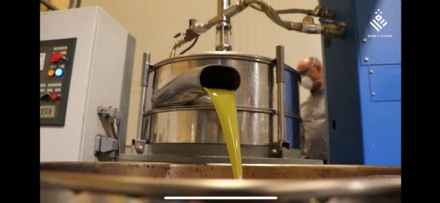 Vega de Pliego finaliza la campaña de oliva con un gran rendimiento y un aceite de excelente calidad - 2, Foto 2