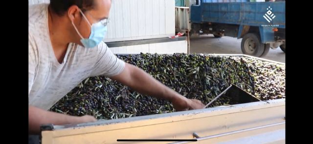 Vega de Pliego finaliza la campaña de oliva con un gran rendimiento y un aceite de excelente calidad - 3, Foto 3