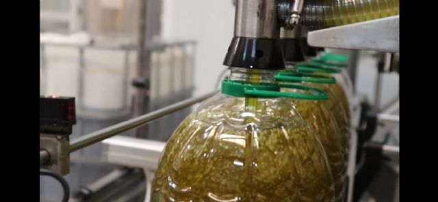 Vega de Pliego finaliza la campaña de oliva con un gran rendimiento y un aceite de excelente calidad - 4, Foto 4