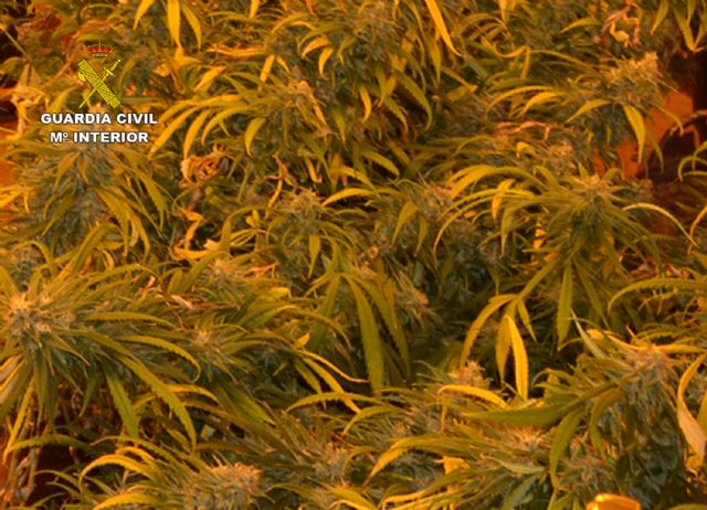 La Guardia Civil desarticula un grupo delictivo dedicado al cultivo ilícito de marihuana en Las Torres de Cotillas - 4, Foto 4