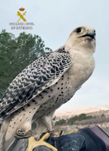La Guardia Civil recupera un halcón peregrino sustraído de una casa de aperos en Mula - 1, Foto 1
