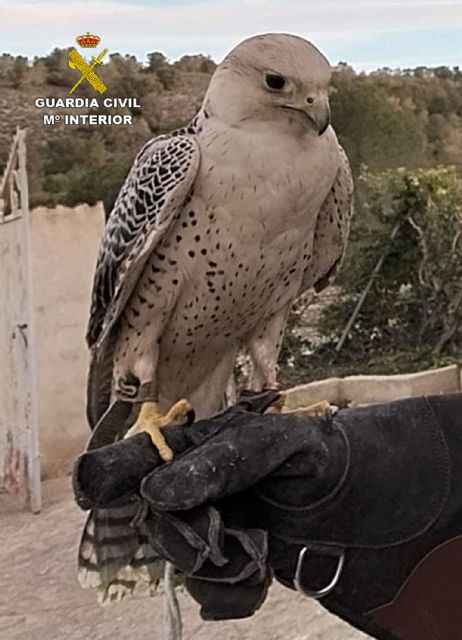 La Guardia Civil recupera un halcón peregrino sustraído de una casa de aperos en Mula - 2, Foto 2