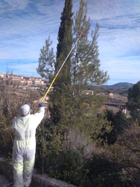 La procesionaria del pino: el enemigo silencioso de nuestros bosques y jardines - 2, Foto 2