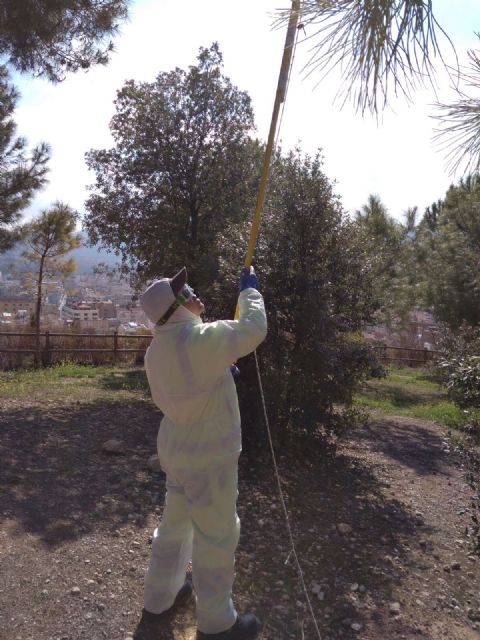 La procesionaria del pino: el enemigo silencioso de nuestros bosques y jardines - 5, Foto 5