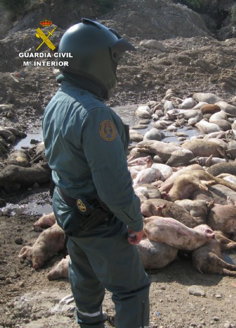 La Guardia Civil esclarece un delito contra los recursos naturales y el medio ambiente en una granja de cerdos de Mazarrn, Foto 3