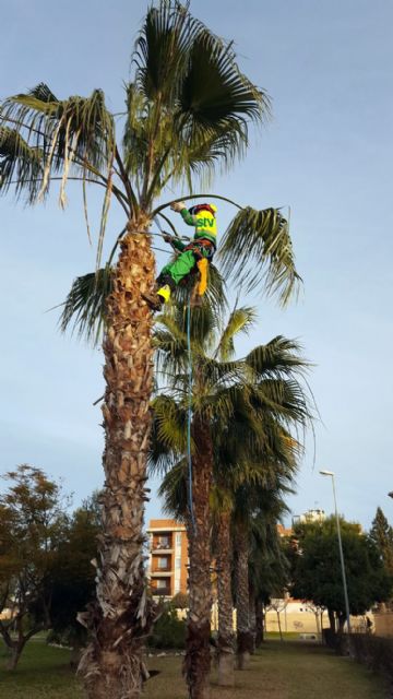 Más de 2300 palmeras del municipio pasan por ´la peluquería´ para lucir sus mejores galas - 1, Foto 1