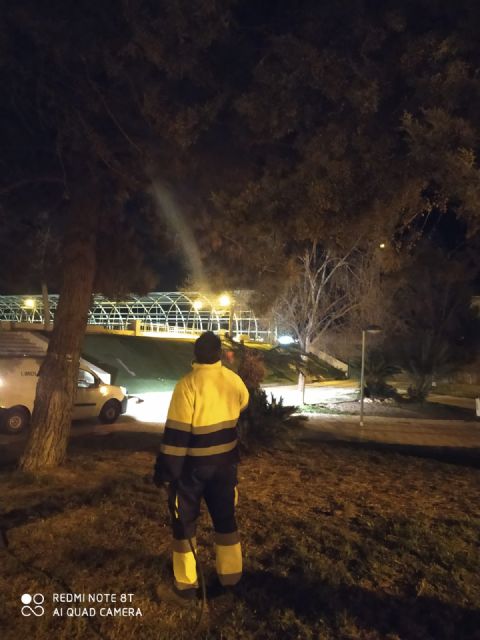 El Ayuntamiento de Puerto Lumbreras continúa la campaña de prevención contra la procesionaria y el picudo rojo en pinos y palmeras del municipio - 3, Foto 3