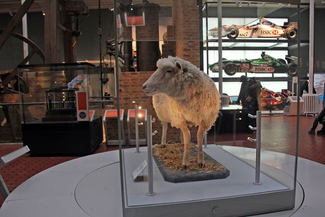 Dolly la oveja, como primer mamífero en ser clonado de una célula adulta, es el clon más famoso del mundo - 1, Foto 1