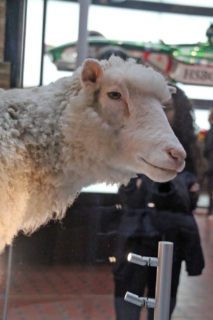 Dolly la oveja, como primer mamífero en ser clonado de una célula adulta, es el clon más famoso del mundo - 3, Foto 3