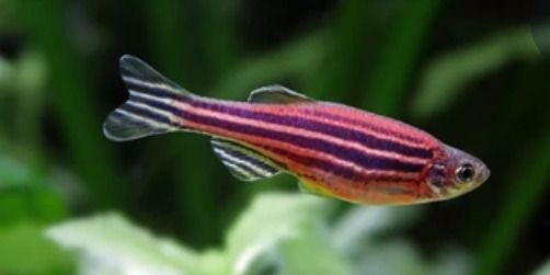 Gaucher, una rara enfermedad genética que podría haber protegido a los judíos asquenazíes contra la tuberculosis - 1, Foto 1