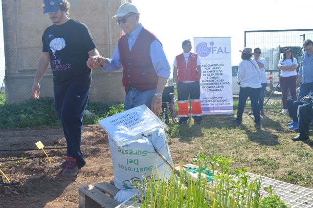 Enfermos de Alzheimer rememoran sensaciones en los huertos de ocio de la Politécnica de Cartagena - 1, Foto 1
