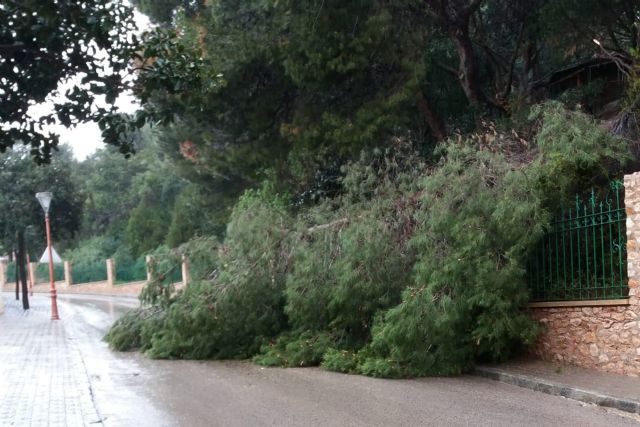 El Ayuntamiento cierra los parques vallados para revisar el arbolado tras el episodio de lluvias - 1, Foto 1