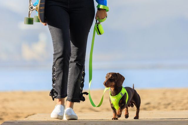 Playas que permiten el acceso a perros - 3, Foto 3