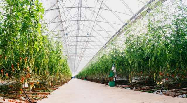 El mayor invernadero construido en Espa&ntilde;a en un solo modulo - 3, Foto 3