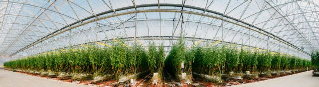 El mayor invernadero construido en Espa&ntilde;a en un solo modulo - 4, Foto 4