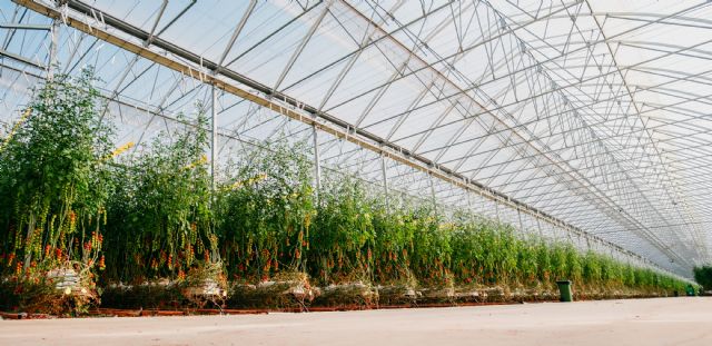 El mayor invernadero construido en Espa&ntilde;a en un solo modulo - 5, Foto 5