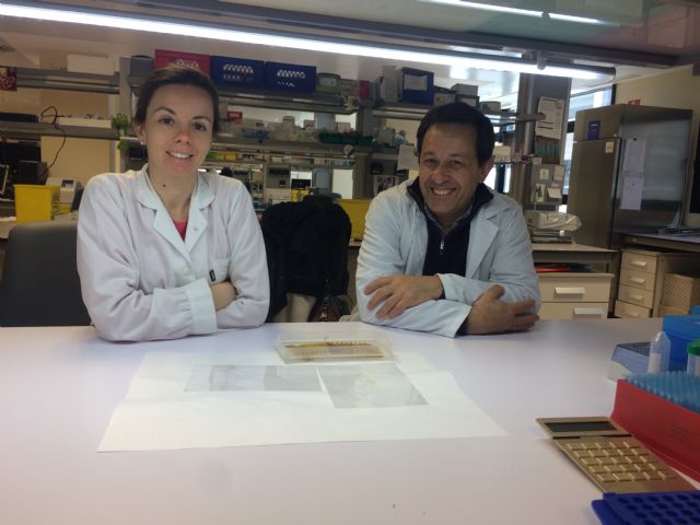 Un estudio de la UMU muestra la necesaria combinación entre gen y entorno para desarrollar el síndrome alcohólico fetal - 1, Foto 1