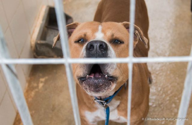 Los cartageneros podrán adoptar una mascota este sábado en la Feria de Adopción - 1, Foto 1