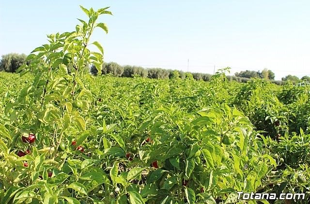 Conflicto agroalimentario en Murcia y coronavirus - 1, Foto 1
