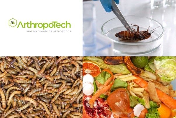 Nace de la UMU la empresa Arthropotech, especializada en la cría de insectos para alimentación y la investigación para el control de plagas y de especies invasoras - 1, Foto 1