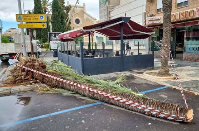 Las fuertes rachas de viento provocan en Cartagena la caída de árboles que ya se están retirando de la vía pública - 1, Foto 1