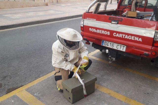 La primavera intensifica el trabajo de los Bomberos de Cartagena contra los enjambres de abejas - 1, Foto 1