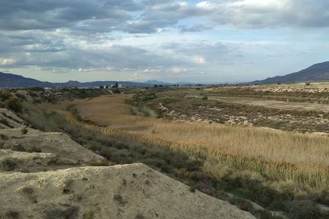 Los Saladares del Guadalent�n son declarados Zona Especial de Conservaci�n, Foto 2