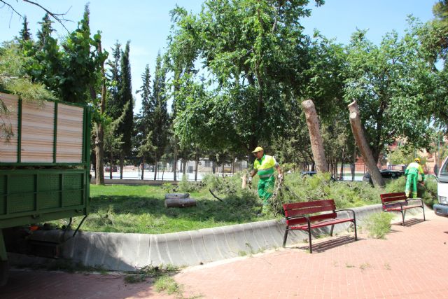 Las lluvias del 10 de mayo obligan a talar dos pinos en el jardn de San Cristbal, Foto 2