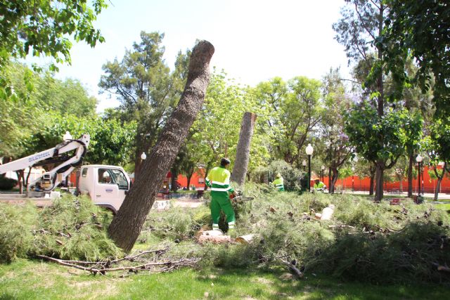 Las lluvias del 10 de mayo obligan a talar dos pinos en el jardn de San Cristbal, Foto 3