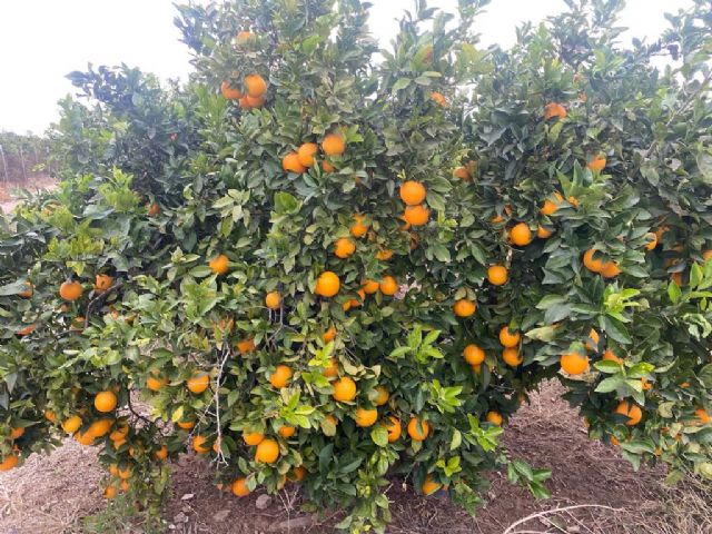 Unión de Uniones señala que los productores de cítricos han perdido 618 millones de euros con respecto a la campaña anterior - 2, Foto 2