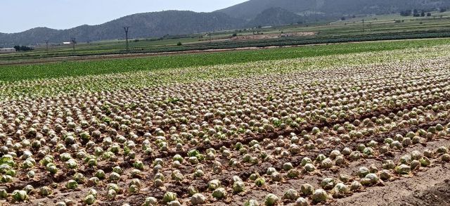Salvemos el Arabí y Comarca: Decenas de miles de lechugas abandonadas en dos fincas de yecla y jumilla - 1, Foto 1