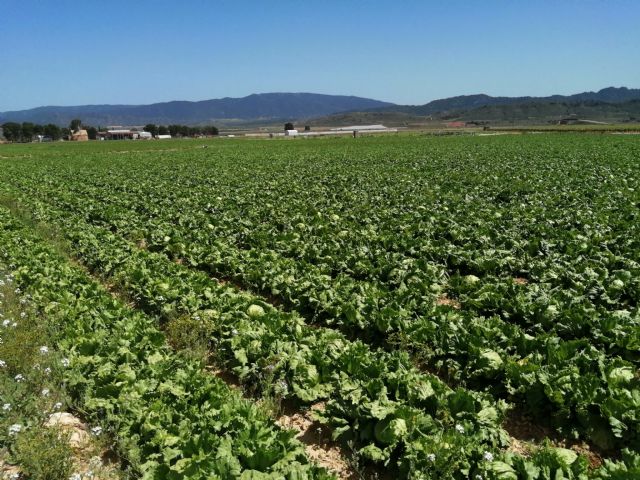 Salvemos el Arabí y Comarca: Decenas de miles de lechugas abandonadas en dos fincas de yecla y jumilla - 2, Foto 2