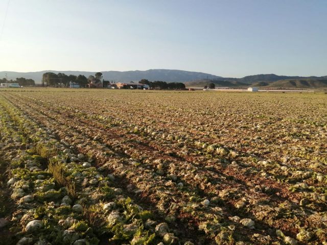 Salvemos el Arabí y Comarca: Decenas de miles de lechugas abandonadas en dos fincas de yecla y jumilla - 4, Foto 4