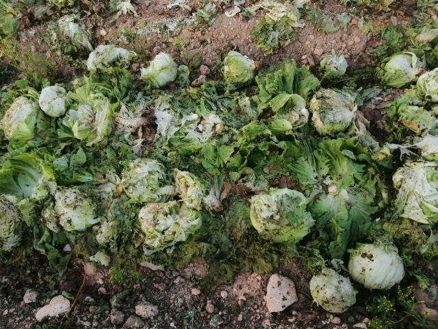Salvemos el Arabí y Comarca: Decenas de miles de lechugas abandonadas en dos fincas de yecla y jumilla - 5, Foto 5
