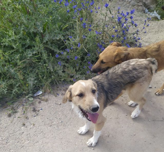 La izquierda pide explicaciones en el Pleno sobre el retraso en abonar a 26 familias las ayudas del terremoto - 1, Foto 1